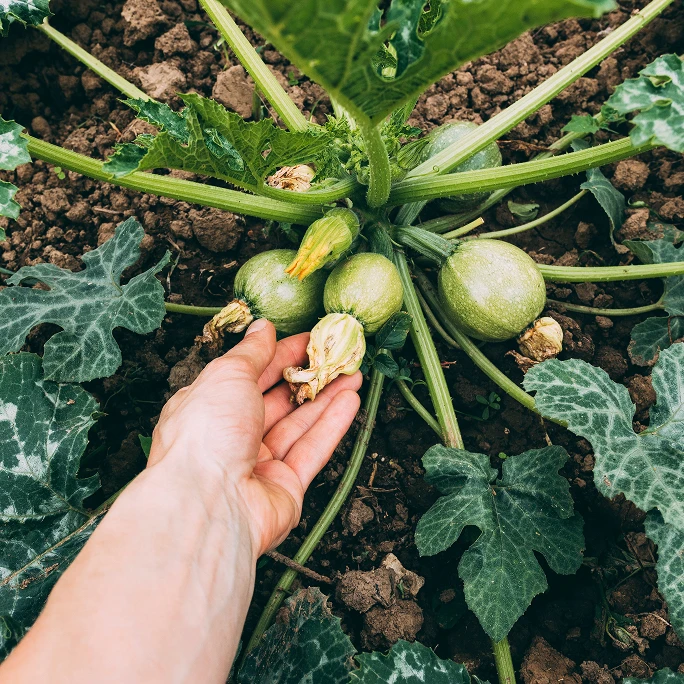 Eine Hand erntet Zucchiniblüten auf einem Feld