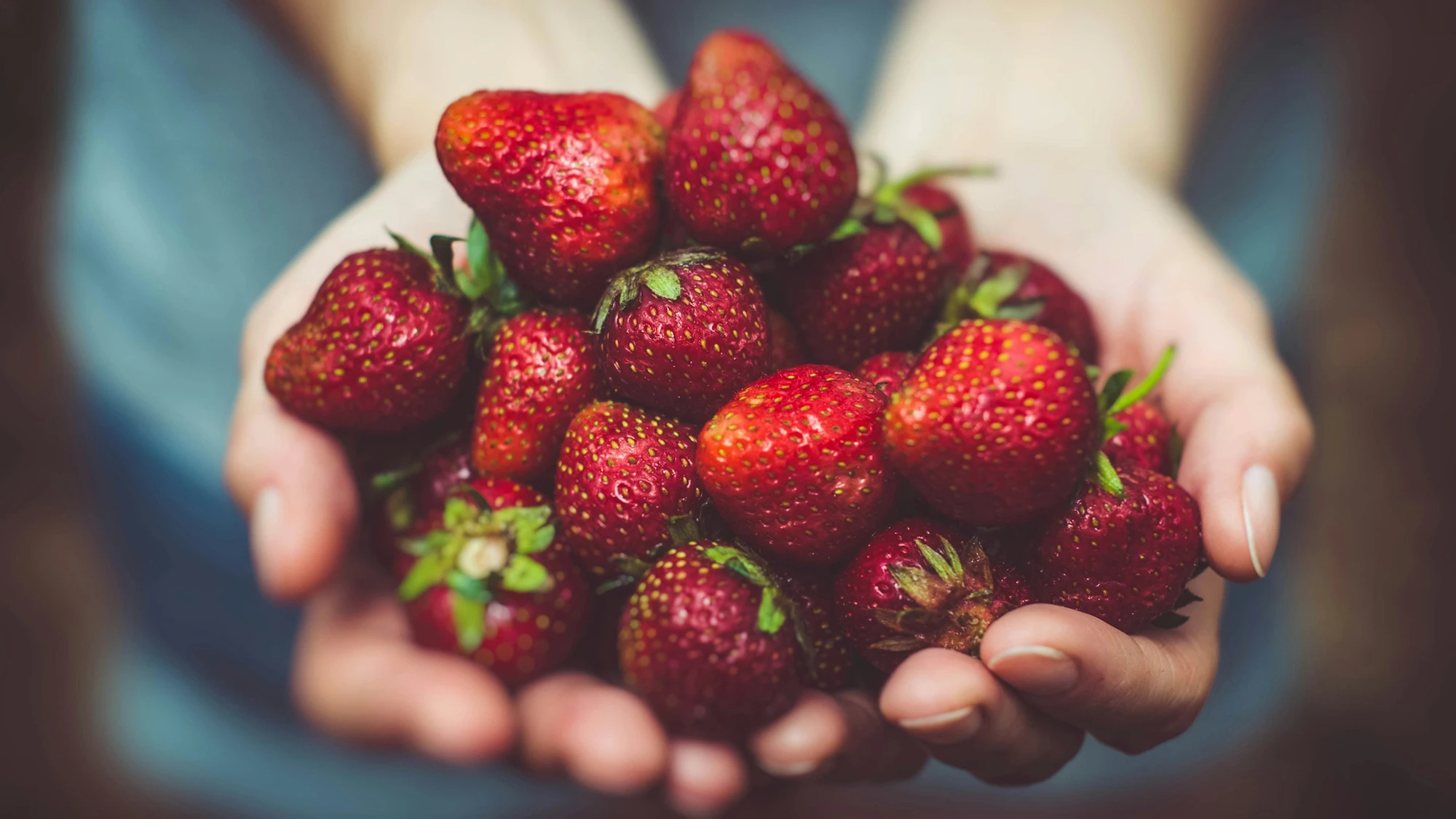 Hände halten frisch geerntete Erdbeeren
