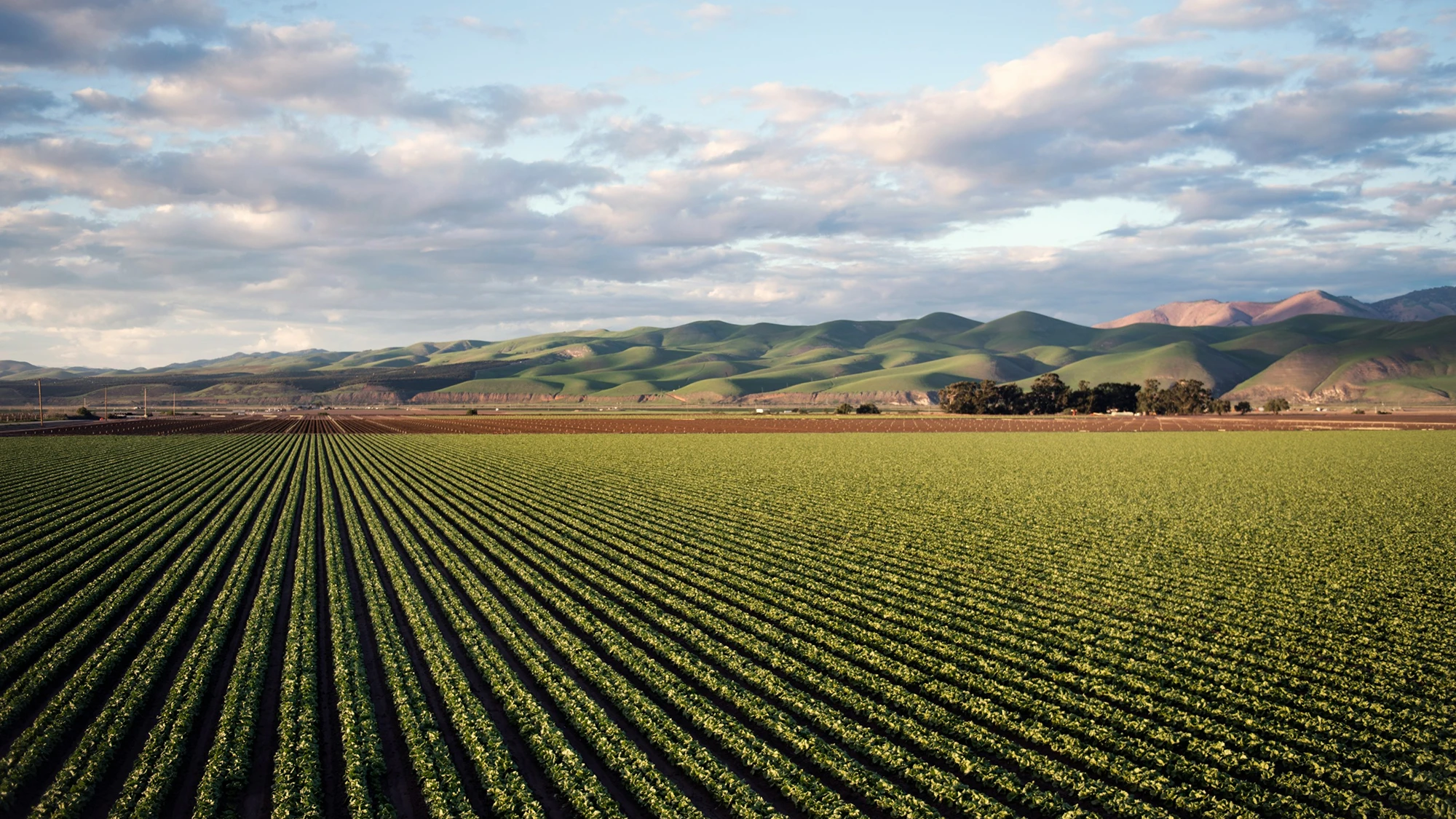 Campo de cultivo al atardecer