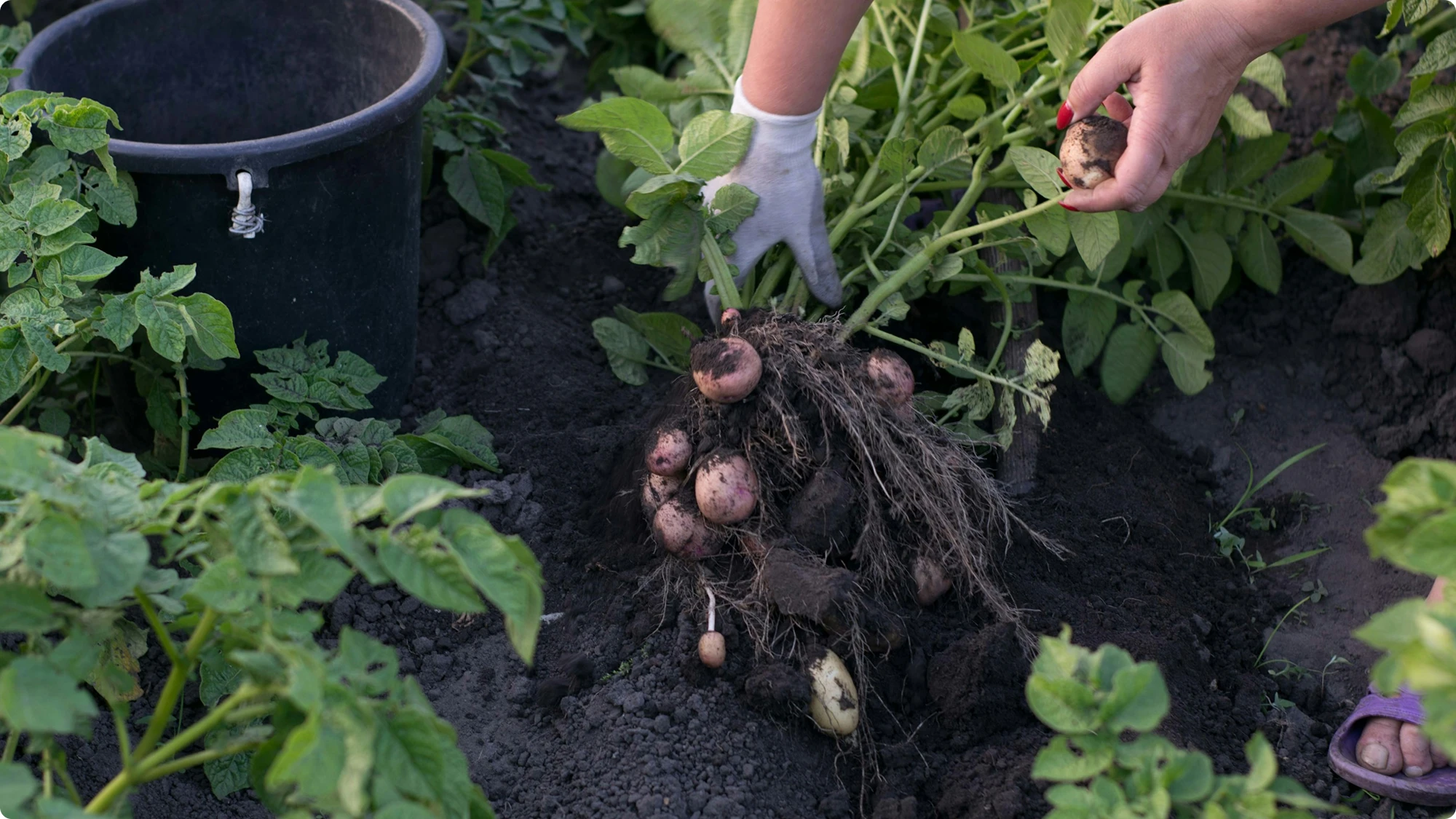 Pommes de terre fraîchement récoltées à côté de leur plant, dans le champ