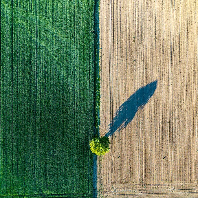 Tractor pulverizando un cultivo al amanecer
