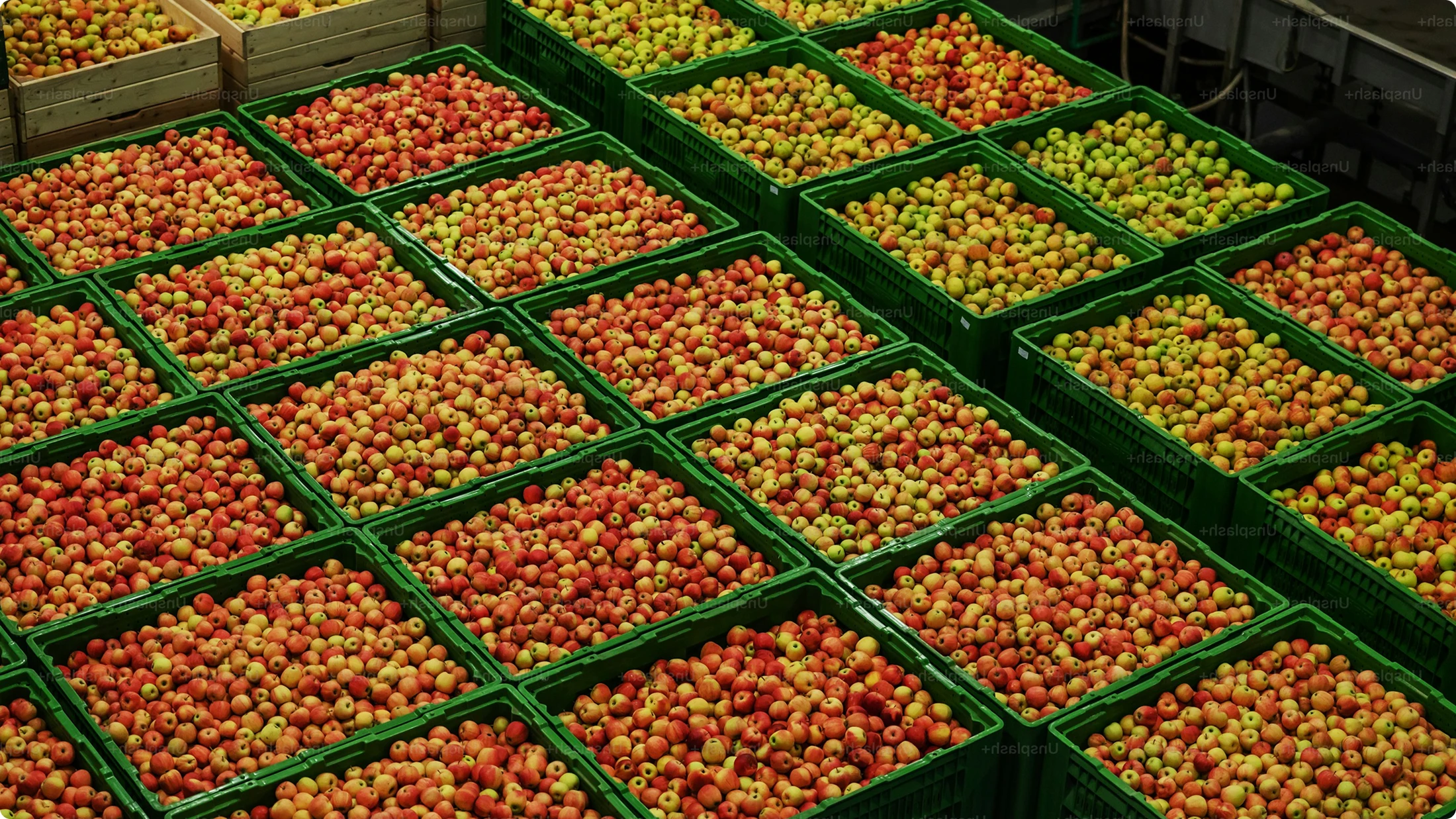 Kisten mit frisch geerntetem Obst auf dem Feld