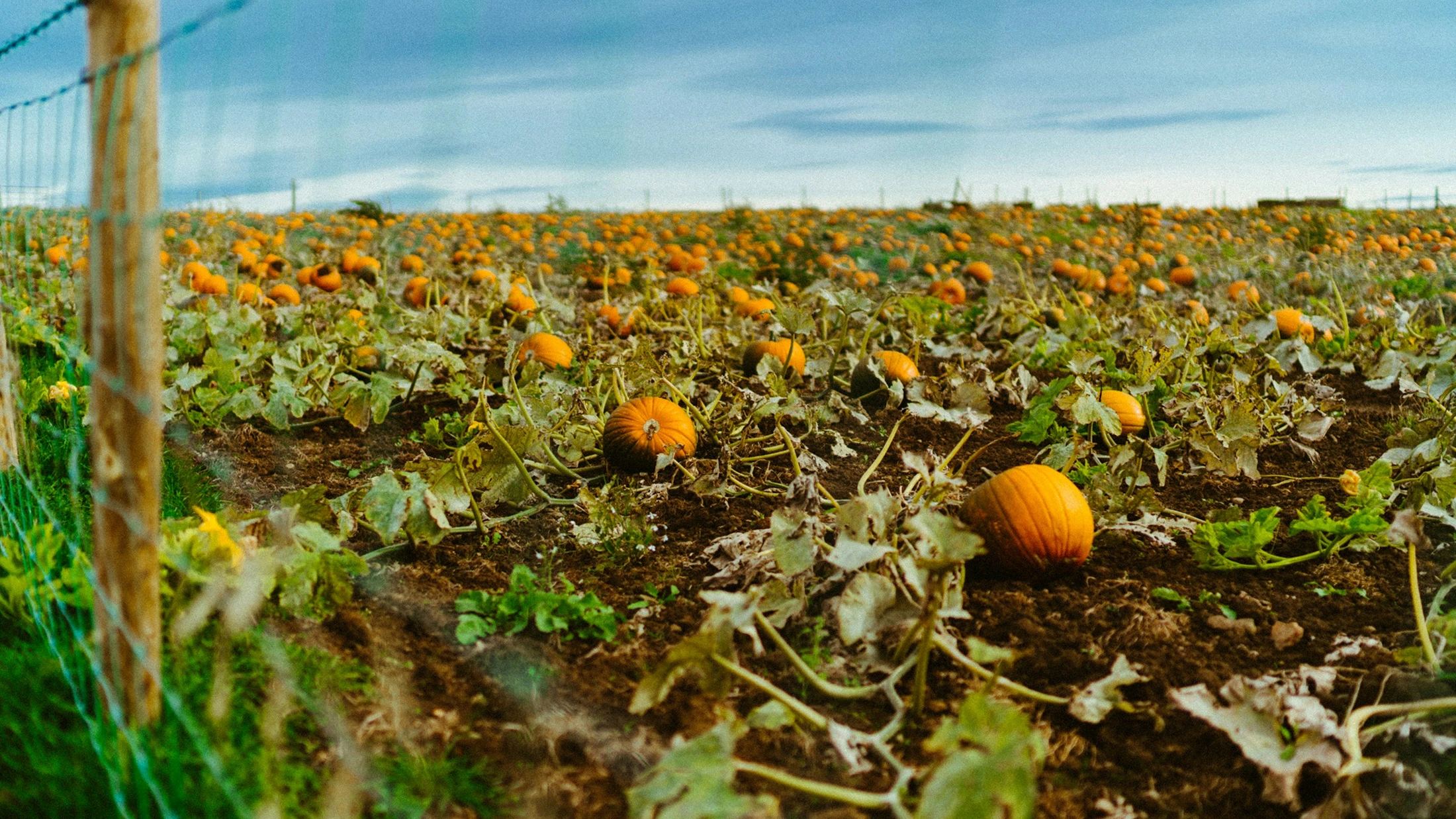 Champ de citrouilles au coucher du soleil